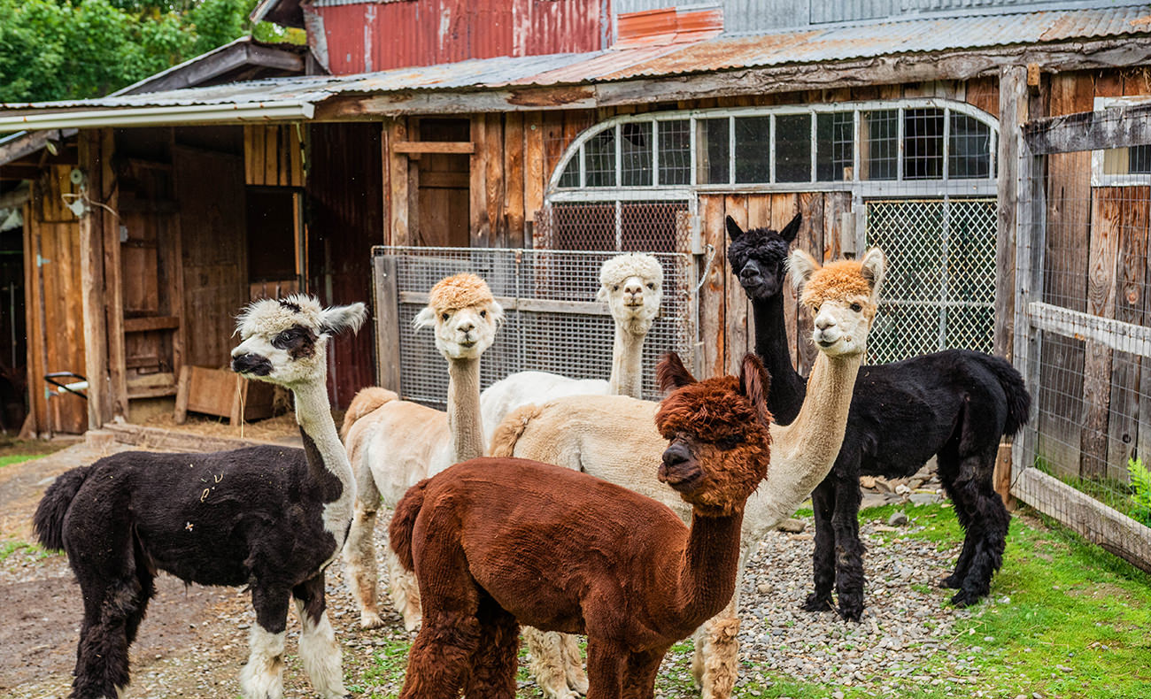 Articles de la Région de Coaticook